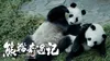 The Panda Adventure
