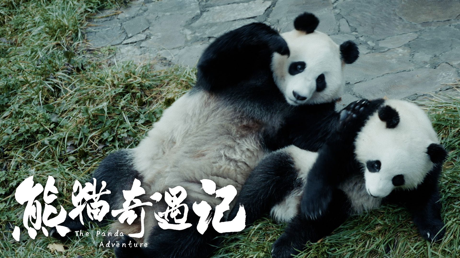 The Panda Adventure