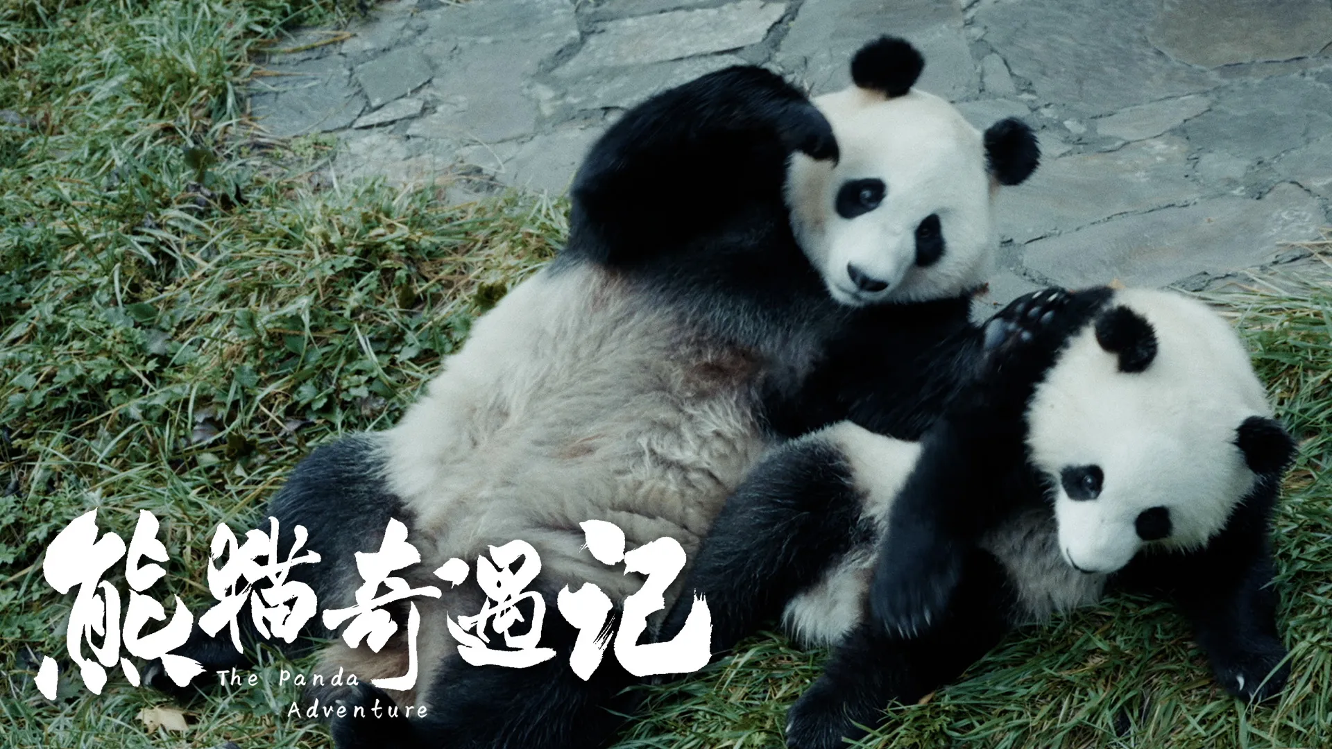 The Panda Adventure